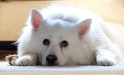 American Eskimo